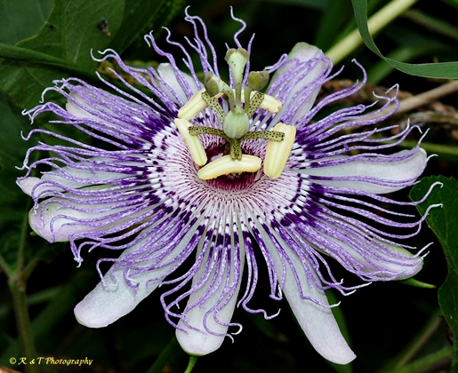 {Passiflora incarnata}